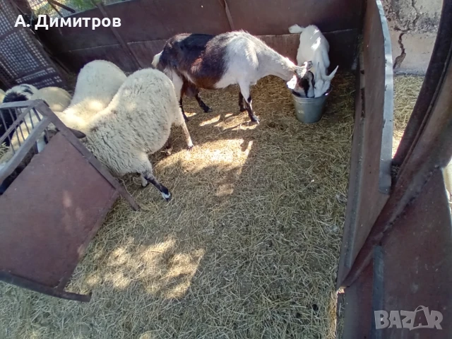 коза яре, снимка 1