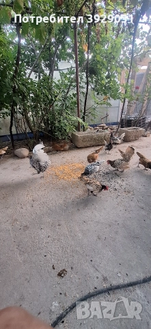 Продавам ярки Зибрайт, снимка 8 - Кокошки и пуйки - 52691975