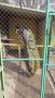 индийски пауни, снимка 1