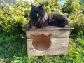 Къща за котки, Компакт, къщичка за коте, къщички за котета, колиби, снимка 8