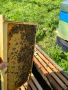 Продавам пчелни семейства и отводки , снимка 2