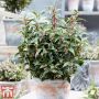 Саркокока ('Пурпурно стъбло') Sarcococca'Purple Stem' Вечнозелен и Силно Ароматен, снимка 1