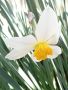 Нарциси, снимка 1 - Градински цветя и растения - 44922246