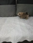Mini Pomeran, снимка 8