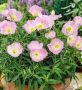 Розова Йонотера, снимка 1 - Градински цветя и растения - 45368483