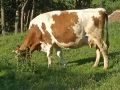 Prodava milecni kravi, снимка 1 - Крави - 45383474