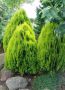 Източната туя Ауреа Нана, Thuja orientalis ‘Aurea Nana’, снимка 1