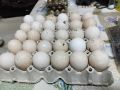 пуешки яйца, снимка 1 - Стоки за селкостопански - 45439948