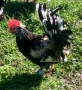Японски петли за разплод хоби японски кокошки токачки, снимка 3