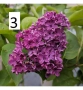 Люляк / Lilac Налични 4 цвята , снимка 2