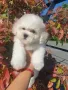 Бишон фризе, снимка 2