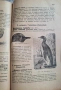 100-годишна антикварна ценност: „Зоология“ (1926) – Изд. Хр. Г. Данов, снимка 11