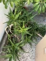 Алое, калатея и шефлера огромни растения , снимка 1