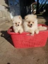 Померан померани Гр. София, снимка 1