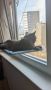Котешки хамак - люлка за прозорец, Залепващо легло за котки, котка 55х40см , снимка 3