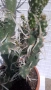 Продавам кактус , снимка 4
