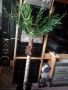 Изкуствена палма, снимка 1 - Изкуствени цветя - 46044053