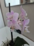 Фаленопсиси в самополивни саксии , снимка 4