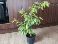 Фикус Бенджамин - стайно растениe, снимка 3