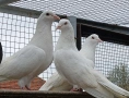 Пазарджишки гълъби , снимка 10