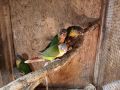 Работещи чифтове монашески папагали и пирури, снимка 1 - Папагали - 45808347