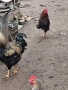 Домашни петли, снимка 13