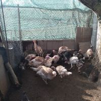 Пуешки яйца , снимка 2 - Кокошки и пуйки - 45535811