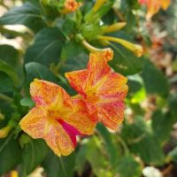  Съмни - мръкни,Мирабилис или Нощна красавица , снимка 1 - Градински цветя и растения - 45201466