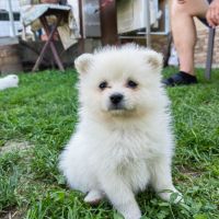 Продават се малки кученца порода Мини Шпиц, снимка 6 - Други - 46041633