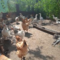 Пчелни отводки. Млади пуйки, кокошки Брама, пилета и юрдечки. , снимка 2 - Кокошки и пуйки - 40604731