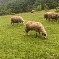 Овце 22 броя , снимка 6 - За селскостопански - 45421688