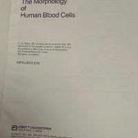 Хематологичен Атлас-The Morphology of Human Blood Cells-Abbot laboratories,1985,p.92, снимка 2 - Специализирана литература - 45372137