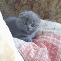Шотландски клепоухи котета, снимка 12 - Британска късокосместа - 45567329
