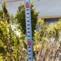 50лв, златен смарад, туя, 14 годишно, 160см височина, снимка 7 - Градински цветя и растения - 45174134