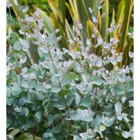 Eucalyptus cinerea-Евкалипт Сребърен долар, снимка 2 - Градински цветя и растения - 45842501