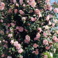 Камелия Бономиана, Camellia japonica 'Bonomiana', снимка 2 - Градински цветя и растения - 45439702