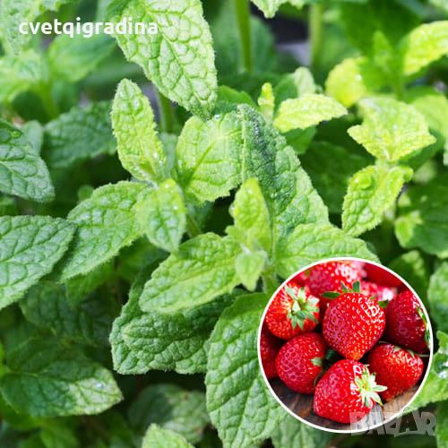 Mentha spicata Strawberry Mint(Ягодова мента), снимка 1