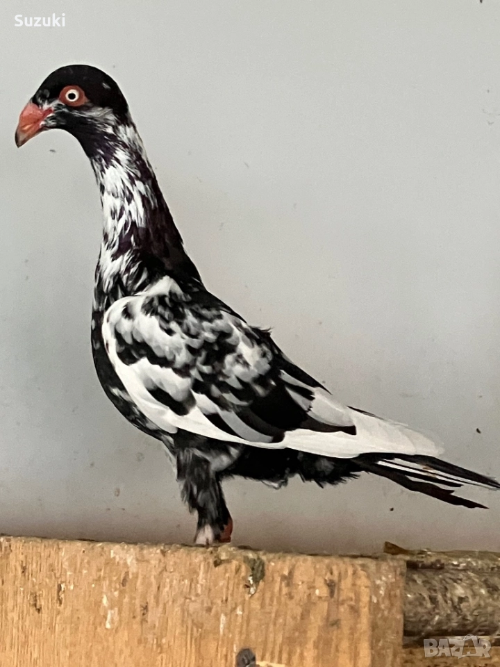 Гълъби - Датски летачи и Спортни пощенски, снимка 1