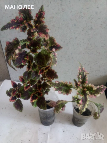 Копривка, снимка 1