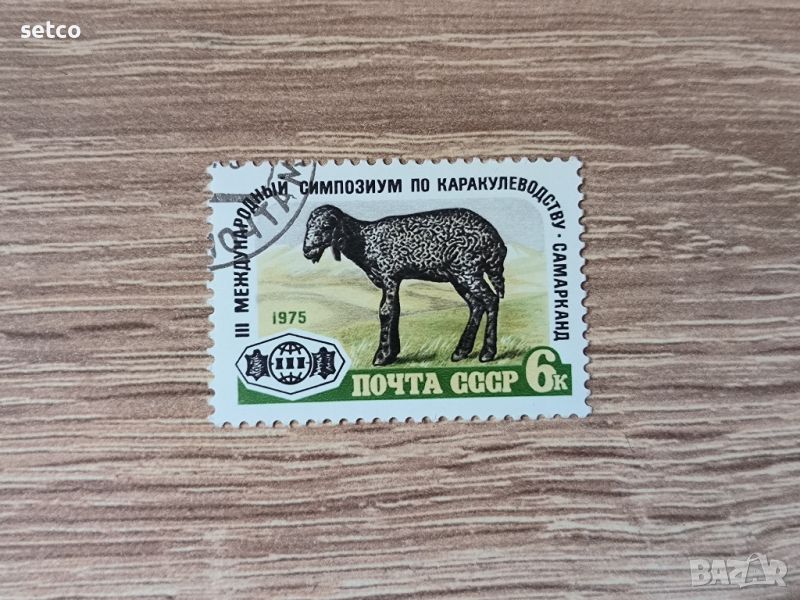 СССР Фауна животни овца 1975 г., снимка 1