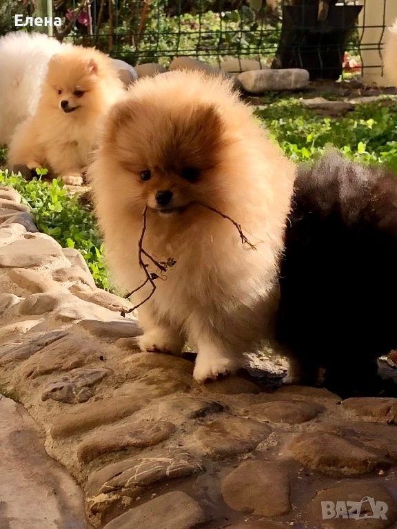 Померанче, снимка 1