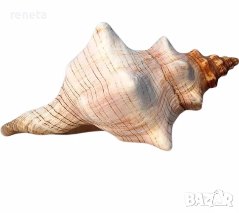 Раковина Conch Shell, Естествена, Натурален цвят, 16х8 см, снимка 1