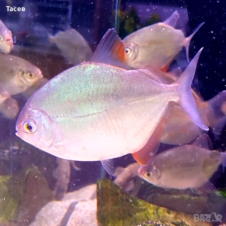 Милеус томато 7см, снимка 1