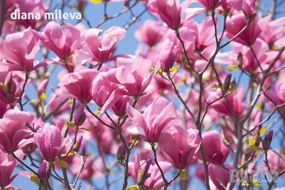 Магнолия Галакси, Magnolia ‘Galaxy’, снимка 1