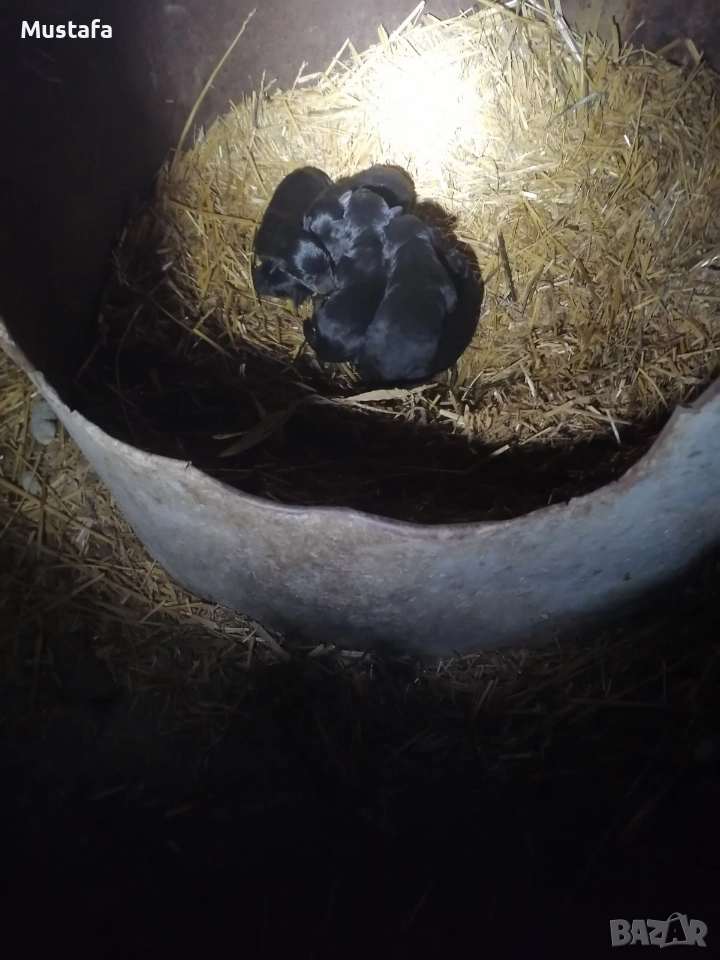 Малки ягдтериерчета на 30 дни., снимка 1