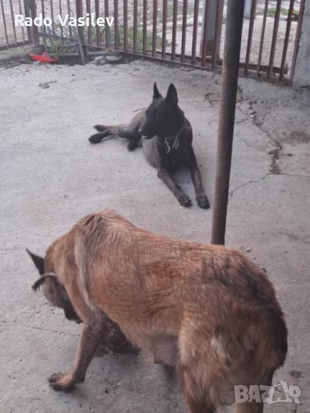 Свободни кученца малиноа, снимка 1