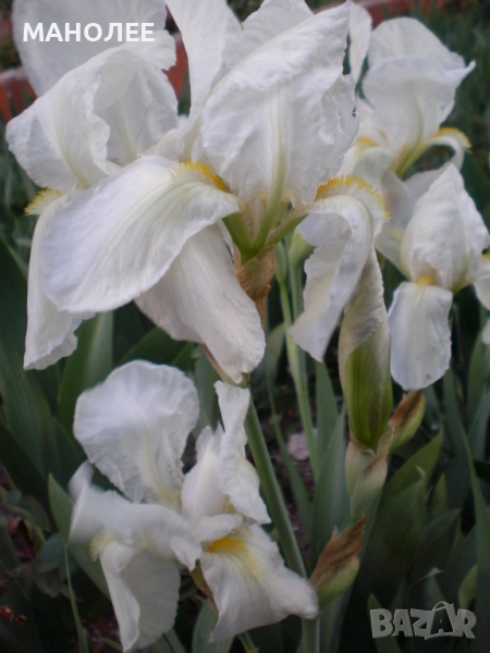 БЯЛ  ИРИС, снимка 1