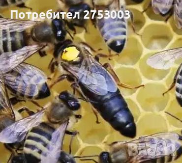 Пчелни майки - Карпатска и Карника - ОПЛОДЕНИ, снимка 1