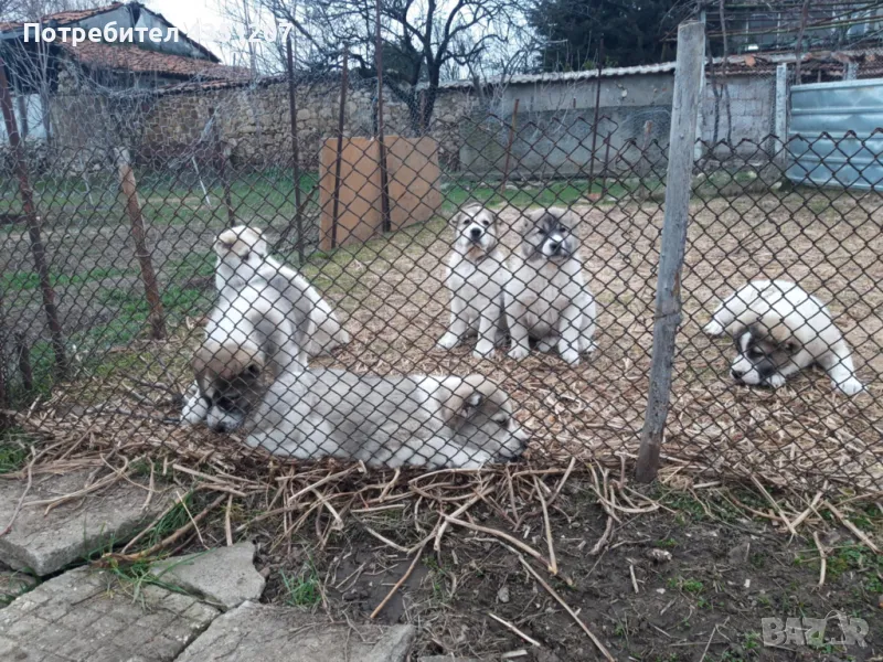 Сао Алабайчета, снимка 1