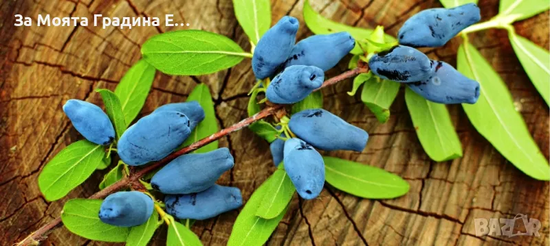 Лоницера Камчатка - Lonicera , снимка 1